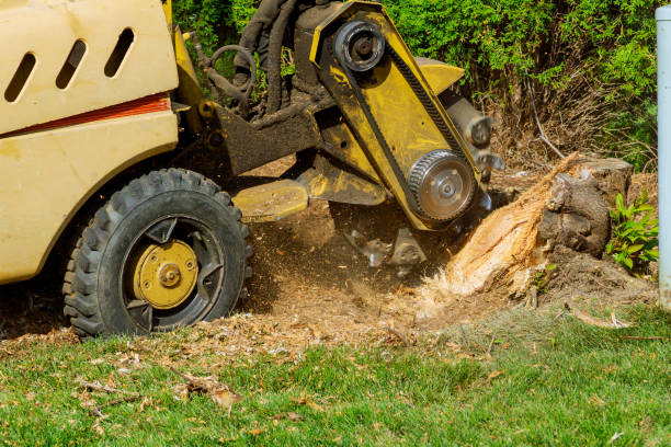 Best Tree Preservation Services  in Cypress Quarters, FL